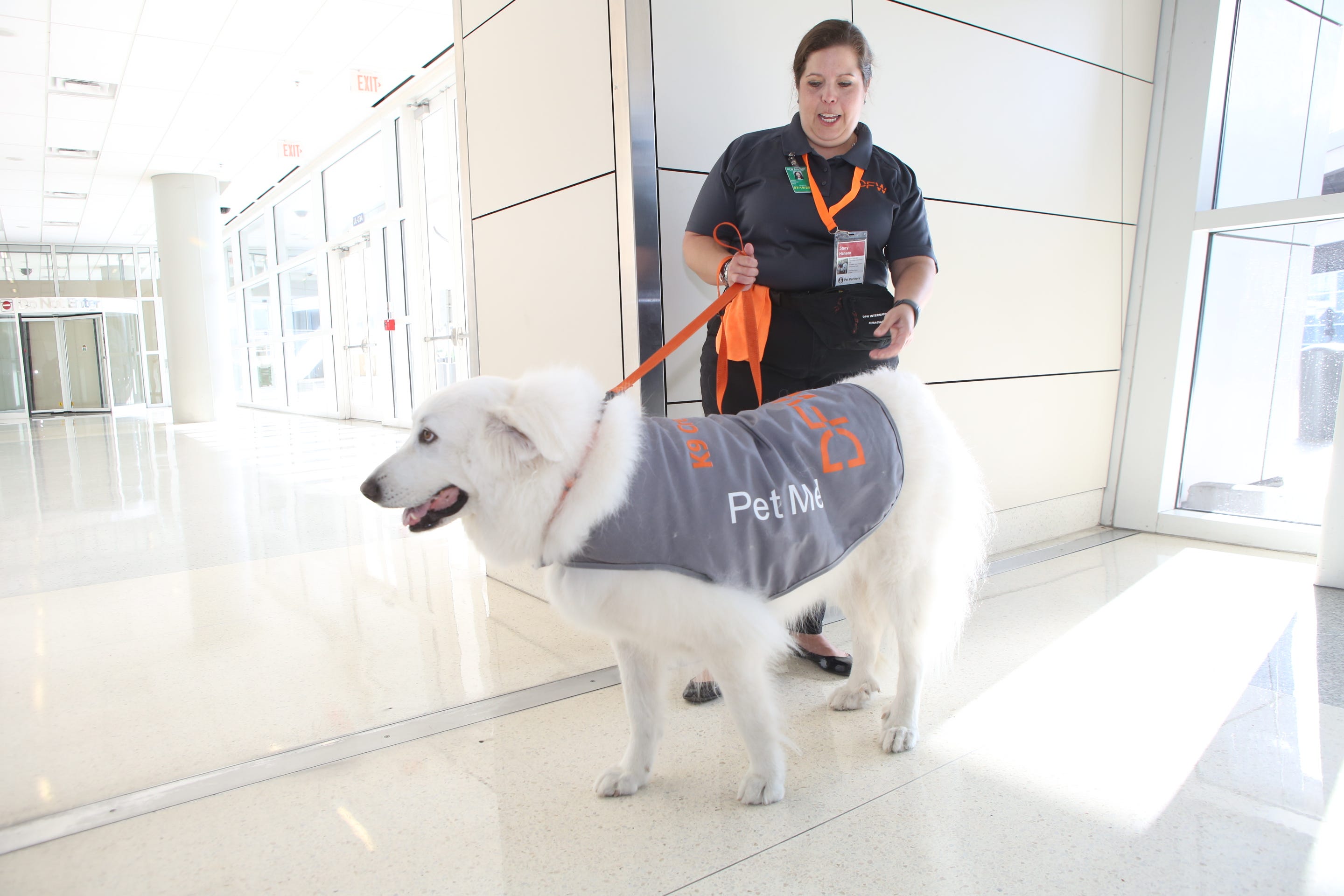 comfort dogs near me